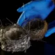 Sarang Burung dari Kabel Serat Optik: Simbol Perubahan Lingkungan Akibat Perang Ukraina
