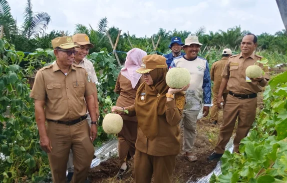 Sulap Lahan Gambut Jadi Kebun Melon, Petani Siak Buktikan Gambut Bisa Produktif