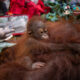 3 Orang Utan Dievakuasi dari Kebun Warga Akibat Karhutla di Ketapang