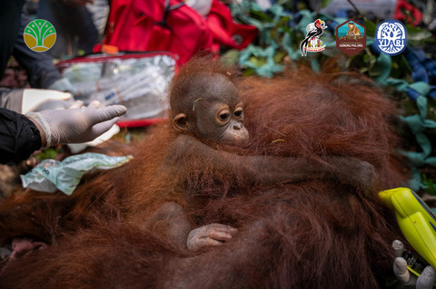 3 Orang Utan Dievakuasi dari Kebun Warga Akibat Karhutla di Ketapang