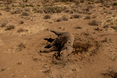 Belasan Gajah Mati Keracunan Sianida di Taman Nasional Kenya