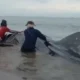 Berjam-jam Didorong ke Laut Tetap Kembali, Hiu Tutul 5 Meter di Batukaras Pangandaran Akhirnya Mati