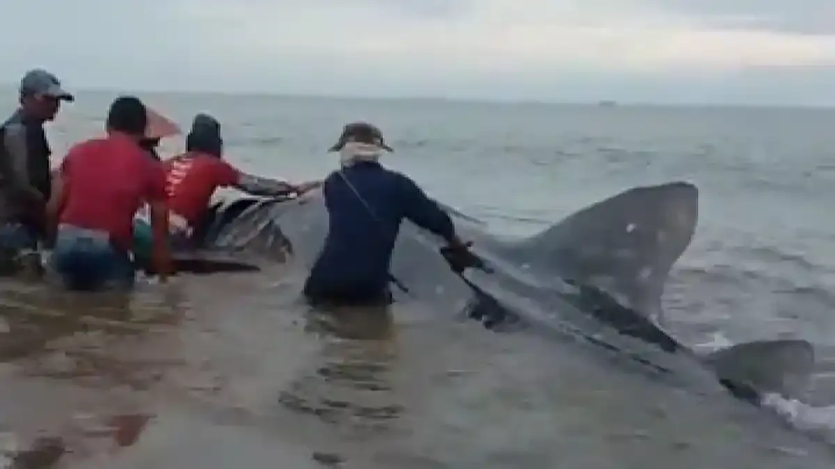 Berjam-jam Didorong ke Laut Tetap Kembali, Hiu Tutul 5 Meter di Batukaras Pangandaran Akhirnya Mati