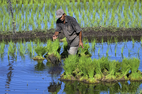 El Nino Diprediksi hingga Mei 2027, Petani Diminta Sesuaikan Masa Tanam