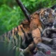 Harimau Sumatra Berkeliaran Dekat Sekolah di Agam, BKSDA Berhasil Evakuasi Satwa Dilindungi