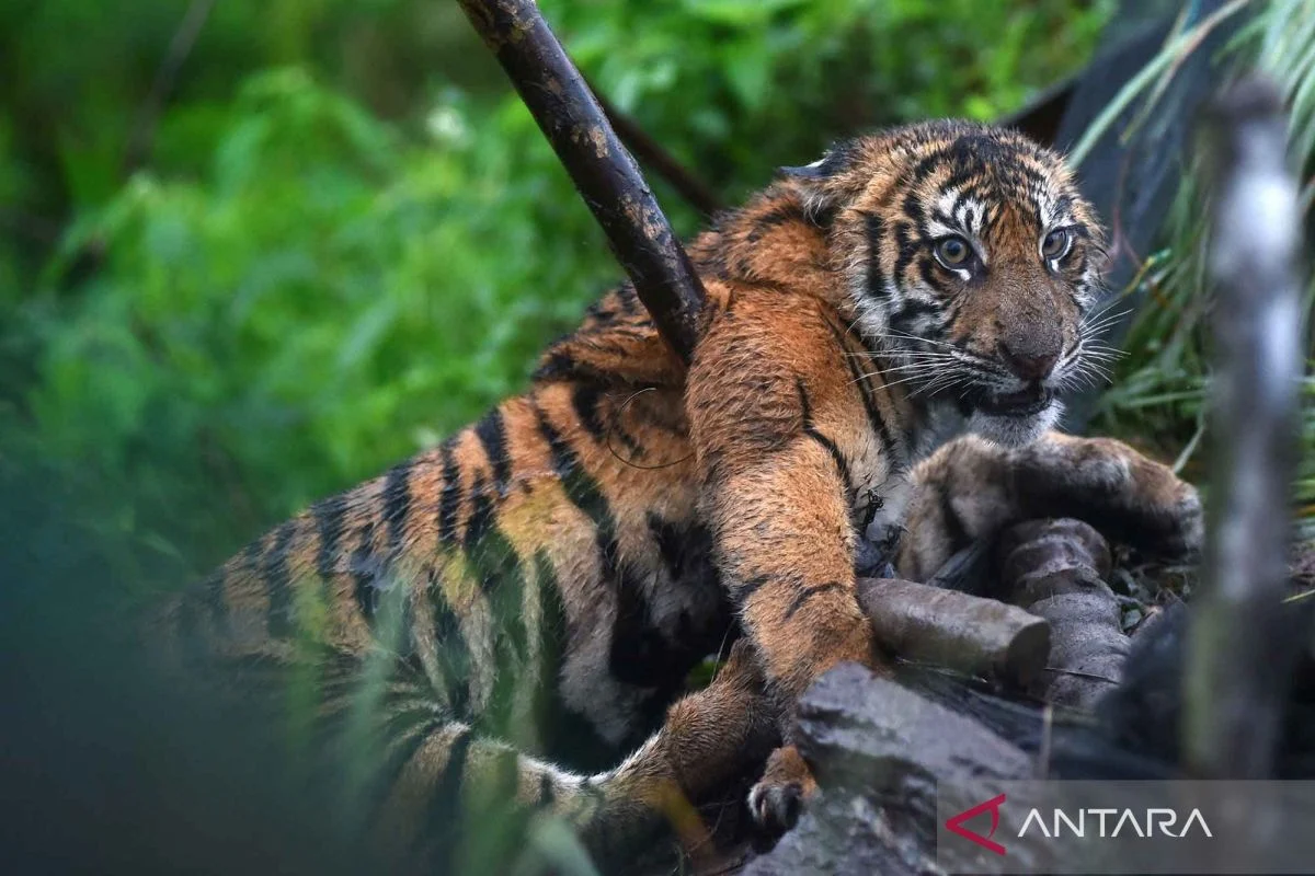 Harimau Sumatra Berkeliaran Dekat Sekolah di Agam, BKSDA Berhasil Evakuasi Satwa Dilindungi