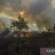 Kebakaran Hutan di Kalimantan Memuncak: 1.487 Hotspot Terdeteksi, Warga Tercekik Asap dan DPR Desak Status Bencana Nasional