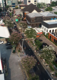 Keindahan Foto Mekar Tabebuya di Kawasan Kemang Jakarta