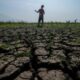 Ketika El Nino Menjadi Ujian Ketahanan Pangan Indonesia