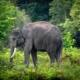Kisah Pilu Gajah Sulong di Malaysia: Berjalan Lebih dari 100 Km Seusai Direlokasi, Kondisi Luka-luka