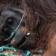 Orang Utan Ditemukan Pingsan Akibat Karhutla di Ketapang Kalbar