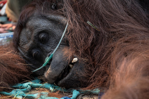 Orang Utan Ditemukan Pingsan Akibat Karhutla di Ketapang Kalbar