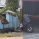 Orang Utan Solo Safari Lepas, Cabut Kabel Listrik Pengaman Sebelum Lompat Pagar
