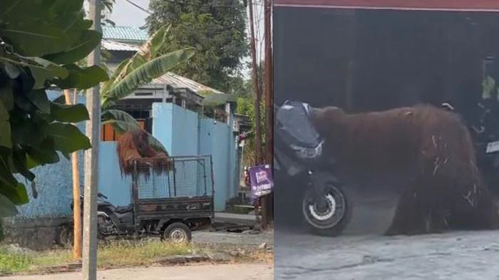Orang Utan Solo Safari Lepas, Cabut Kabel Listrik Pengaman Sebelum Lompat Pagar