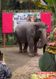 Serunya Perayaan Ulang Tahun Siti, Gajah 63 Tahun di Medan Zoo Ada Tumpeng Buah