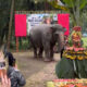 Serunya Perayaan Ulang Tahun Siti, Gajah 63 Tahun di Medan Zoo Ada Tumpeng Buah