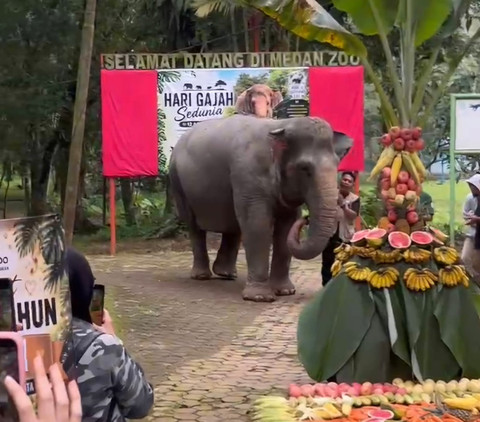 Serunya Perayaan Ulang Tahun Siti, Gajah 63 Tahun di Medan Zoo Ada Tumpeng Buah