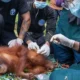 Terungkap, Detik-detik Orang Utan Solo Safari Dilumpuhkan dengan Anestesi dan Pengetatan Monitoring Pasca Insiden
