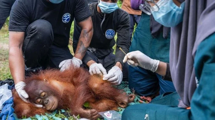 Terungkap, Detik-detik Orang Utan Solo Safari Dilumpuhkan dengan Anestesi dan Pengetatan Monitoring Pasca Insiden
