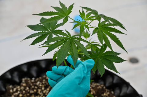 ASN di Bandung Terungkap Menanam Puluhan Pohon Ganja di Rumah