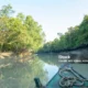 Hutan Bakau Terbesar Dunia di Bangladesh-India Terdesak Air Asin, Penghidupan 4 Juta Warga Tergerus