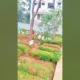 Purbaya Live TikTok Bareng Anak, Gift yang Diterima Kembali Jadi Sorotan Publik