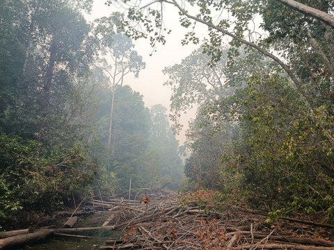 TN Berbak dan Sembilang Terbakar, Ancaman Serius bagi Habitat Harimau Sumatera