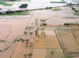 3 Ribu Hektare Sawah di Aceh Masih Rusak Berat Imbas Banjir Bandang Akhir 2025
