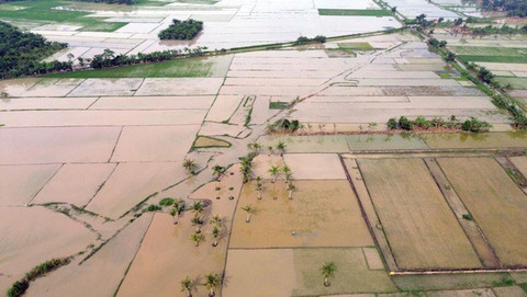 3 Ribu Hektare Sawah di Aceh Masih Rusak Berat Imbas Banjir Bandang Akhir 2025