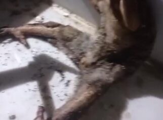 Evakuasi Hewan Misterius di Genten