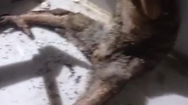 Evakuasi Hewan Misterius di Genten