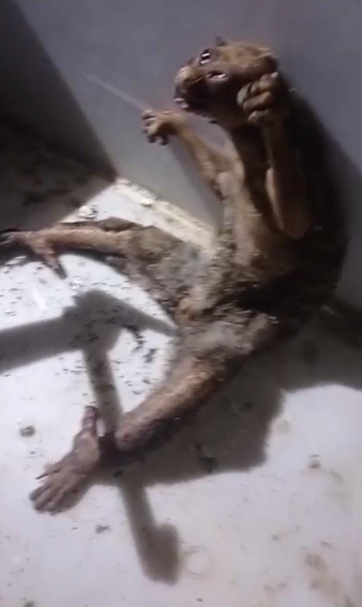 Evakuasi Hewan Misterius di Genten