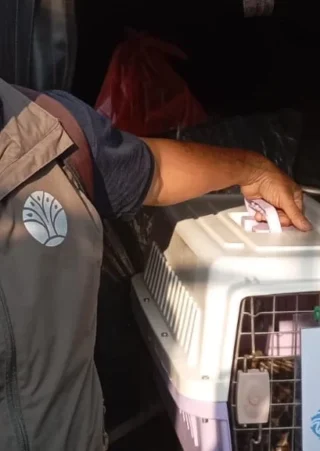 BKSDA Bali Lepasliarkan 1 Ekor Trenggiling di Hutan Pura Besi Kalung Tabanan