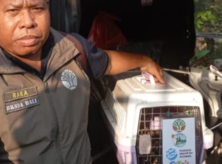 BKSDA Bali Lepasliarkan 1 Ekor Trenggiling di Hutan Pura Besi Kalung Tabanan
