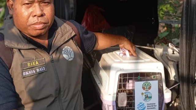 BKSDA Bali Lepasliarkan 1 Ekor Trenggiling di Hutan Pura Besi Kalung Tabanan