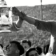 Fakta Gila Stanley Matthews Pemenang Ballon d’Or Pertama yang Sukses Pecundangi Legenda Real Madrid