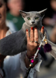 Foto 1.500 Kucing Berebut 34 Gelar Juara Dunia di Belanda