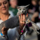 Foto 1.500 Kucing Berebut 34 Gelar Juara Dunia di Belanda