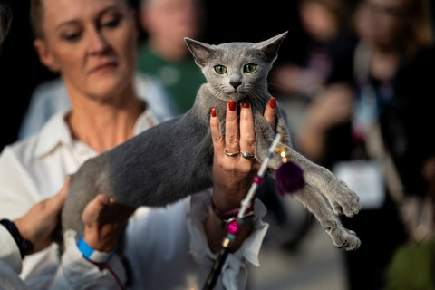 Foto 1.500 Kucing Berebut 34 Gelar Juara Dunia di Belanda