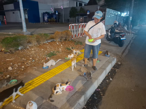 Foto Empat Tahun Merawat Kucing Liar dengan Uang Sendiri