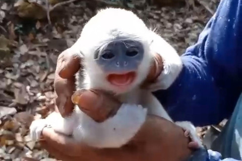 Momen Penyelamatan Bayi Surili di Tengah Kebakaran Hutan Gunung Ciremai